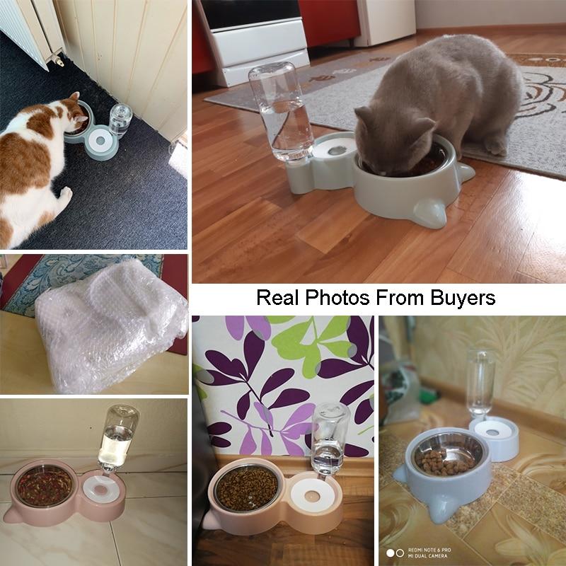 Cat Bowl Dog Water