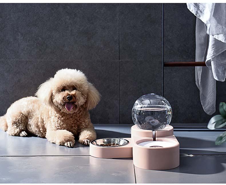 Cat Bowl Dog Water